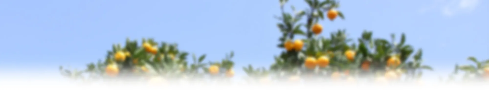 /image/design02_bg2.jpg